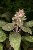 Salvia officinalis 'Purpurascens' RCP5-2014 210.JPG
